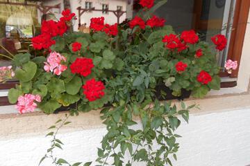 Photo 72