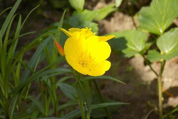 Photo 63