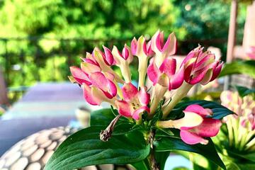 Photo 44