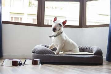 Pet-friendly