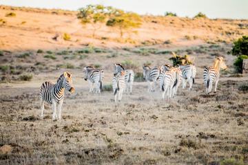 Game drive