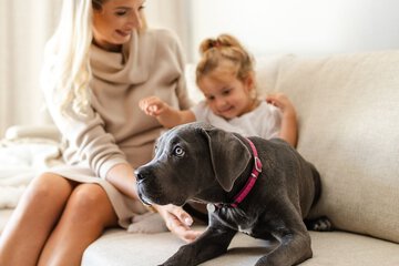 Pet-friendly