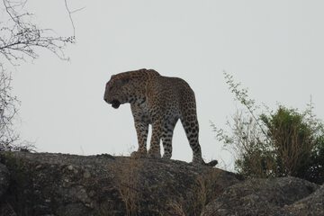 Safari