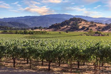 Vineyard view