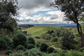 Vineyard view