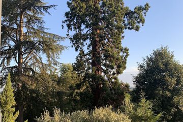 Park view