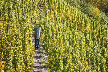 Vineyard