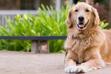 Pet-friendly
