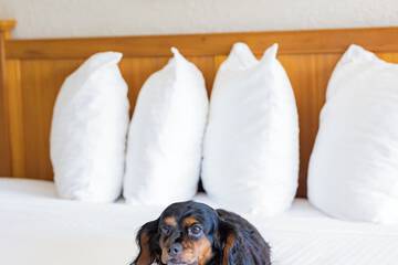 Pet-friendly