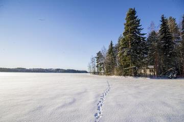 Photo 41