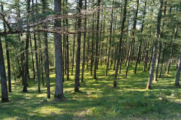Photo 42