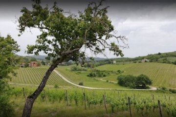 Vineyard