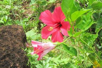Photo 34