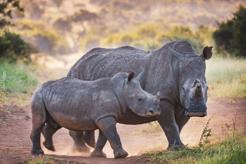 Game drive