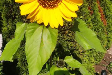 Photo 48