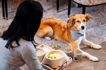 Pet-friendly