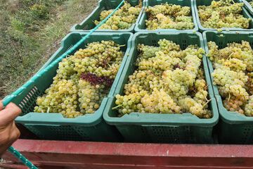 Winery