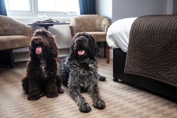 Pet-friendly amenities