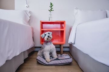 Pet-friendly