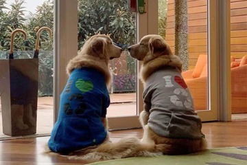 Pet-friendly amenities