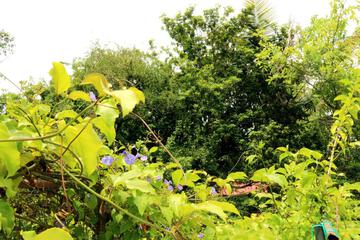 Photo 52