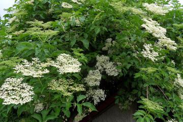 Photo 44