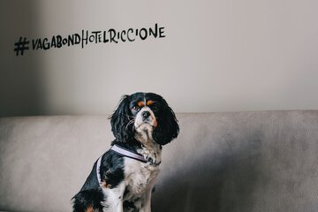 Pet-friendly