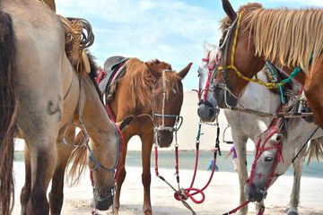 Horseback riding