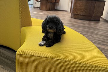 Pet-friendly