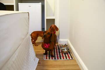 Pet-friendly