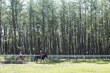 Horseback riding
