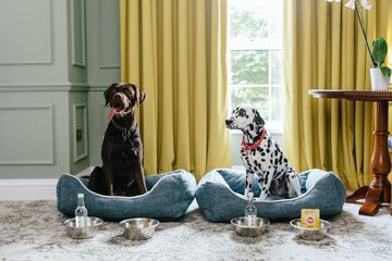 Pet-friendly amenities