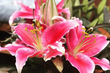Photo 20