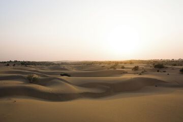 Safari
