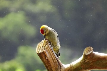 Game viewing
