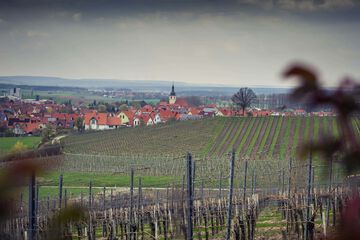 Vineyard view