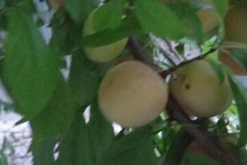 Photo 45