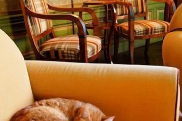 Pet-friendly