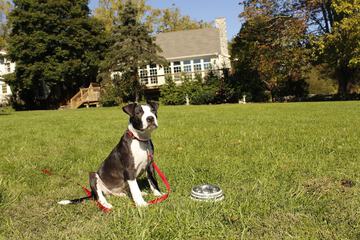 Pet Friendly 96 of 99