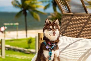 Pet-friendly amenities