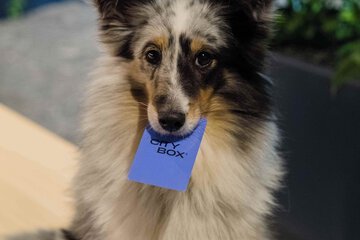 Pet-friendly