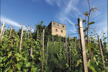 Vineyard view