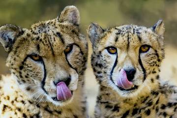 Game viewing