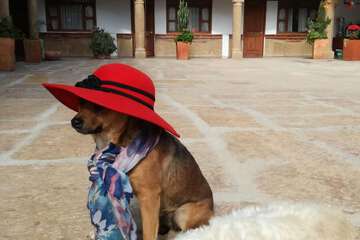 Pet-friendly