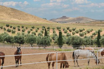Horseback riding