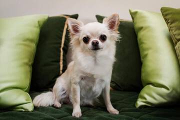 Pet-friendly amenities