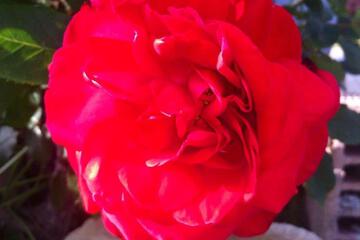 Photo 43