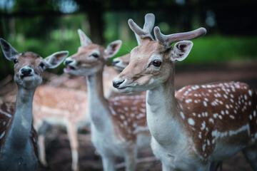 Game viewing
