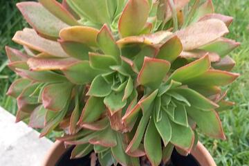 Photo 32