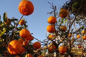 Photo 41